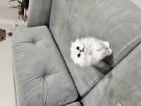 En tatlı scottish fold bebekler biziz