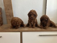 Toy Poodle Kore Kan