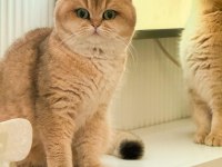 GOLDEN BRİTİSH SHORTHAİR YAVRULAR