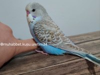 TÜM İSTANBUL İLÇELERİNE ADRESE TESLİM MUHABBET KUŞU