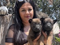 Mükemmel malinois yavrularım