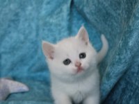 Muhtesem British shorthair ve Scotish fold bebeklerim