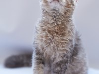 KIVIRCIK TÜYLÜ BRİTİSH KEDİLER