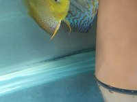 3 Adet discus ikisi çift