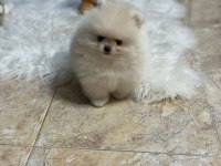 Pomeranian Boo Yavruları