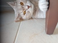 ACİL KEDİMİZ (ÜCRETSİZ)