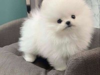 Show Class Pomeranian Yavrumuz