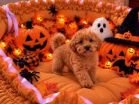 Üst Kalite Maltipoo Bebekler 