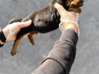 Doberman erkek yavruları