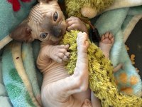 Ozyfelınes Seçkin Sphynx Yavruları