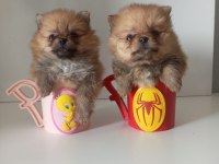 TEACUP POMERANİAN YAVRULARI