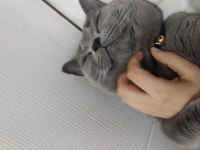 Aşıları tam british shorthair