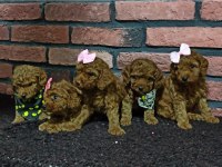 Safkan poodle yavrularımız