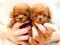 Sevimli minik toy poodle