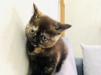 British Shorthair Dişi Black Tortie