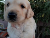 Golden Retriever yavrularımız ırk garantilidir
