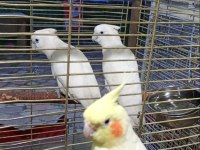 Kakadu Papağanı