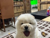 Chow chow (Çin Aslanı) Yavruları