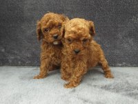 Toy poodle tatlı erkek minnaklar ruhsatlı çiftlik