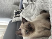 British shorthair (blue point)