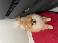 Sıfır Numara Erkek Pomeranian Boo Yuvasını Arıyor