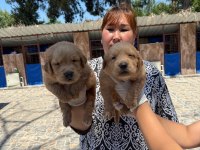 Golden Retriever yavrularımız