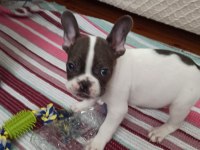 Son erkek french bulldog yavrum