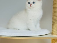 Safkan şecereli anne babadan ay33 kodunda british shorthair