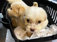 Sıfır numara terrier köpeği yavrularımız