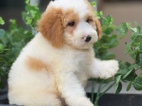 OYUNCU LABRADOODLE YAVRULARIMIZ