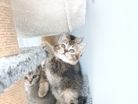 Minik Kedilerim Yeni Yuvasına Gitmeye Hazır