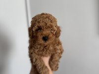 TOY POODLE 3 ERKEK