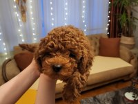 Toy ve teacup poodle teslime hazır yavrular