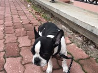 French bulldog köpeğimiz