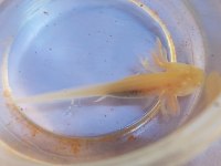 axolotl yavrularım