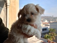 A kalite maltipoo yavrular