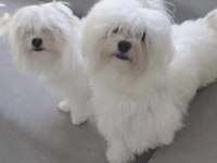 TeaCup Maltese Terrier Yavruları