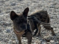 Egzotik merle french bulldog