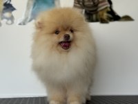 Show kalite fcı export pedigreli kore pomeranian