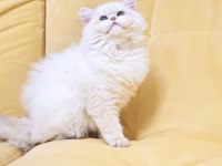 ORJİNAL BRİTİSH LONGHAİR GOLDEN AY POİNT YAVRUM