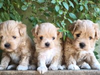 Maltipoo Bebekler