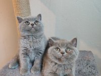 Ayıcık peluş british shorthair yavrular