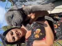 Blue Cane Corso Yavrularım