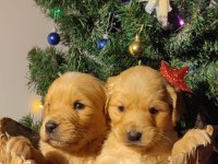 Safkan golden retriever yavruları