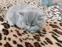 British longhair kedimiz 1,5 aylık