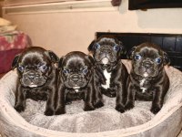 Üst Düzey Kalite French Bulldog Miniklerim