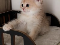 Lilac golden erkek yavru kedimiz