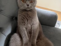 SCOTTİSH FOLD KEDİMİZ 2 YAŞINDA