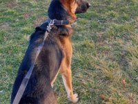 Şecereli alman kurdu köpeğimi sahiplendiriyorum