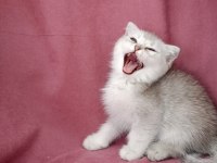 Scottish fold 3 aylık